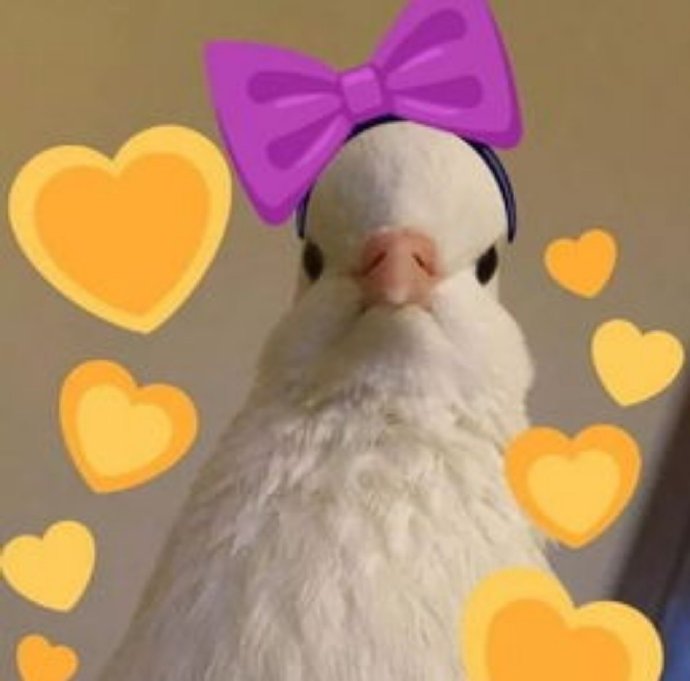 鸽子沙雕好玩微信表情包