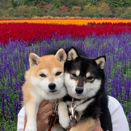 甜甜的柴犬情侣微信头像