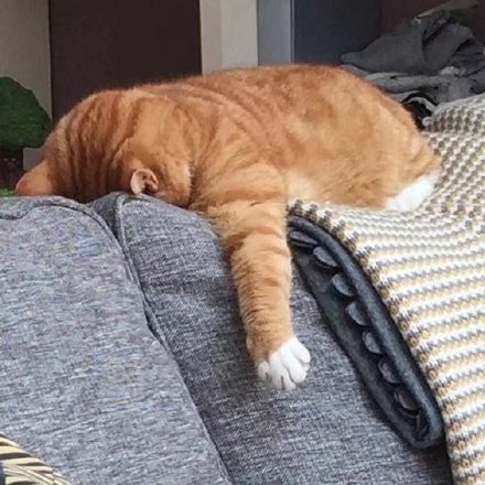 猫猫睡不醒微信表情包