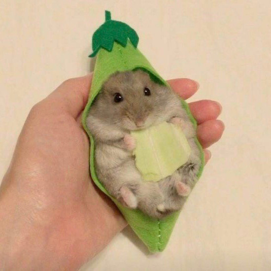 可爱的仓鼠搞怪微信头像