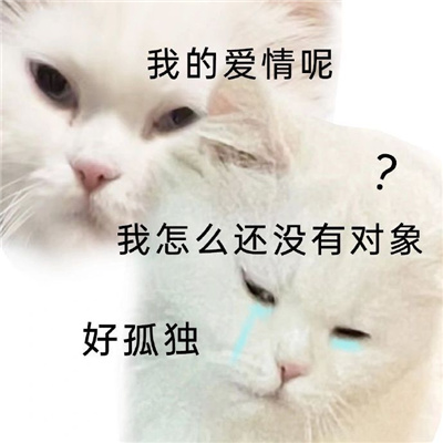 超级萌宠的小猫咪表情包