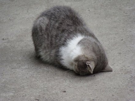 猫猫睡不醒微信表情包
