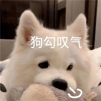 萌宠小动物带字表情包