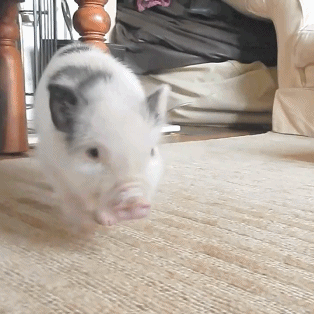 沙雕小动物动态微信表情包