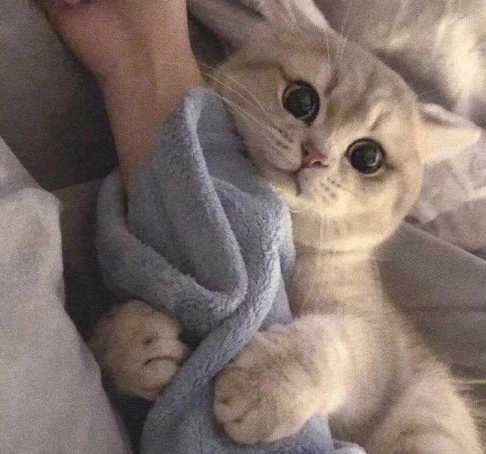 萌萌猫咪微信头像