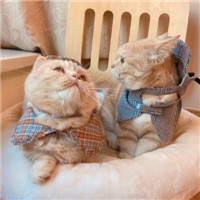 可爱有趣萌萌的猫咪情侣头像