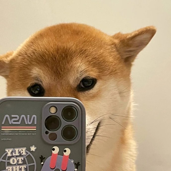 沙雕狗狗自拍微信头像