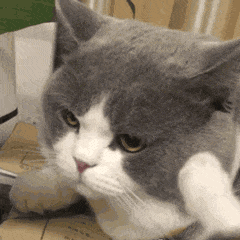 可爱猫猫萌萌的动态微信表情包