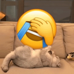 魔性猫咪转小黄脸微信表情包