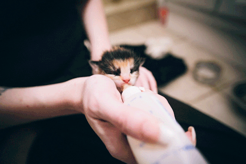 小奶猫喝奶萌态动态微信表情包