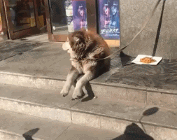 可爱动态小傻狗微信表情包