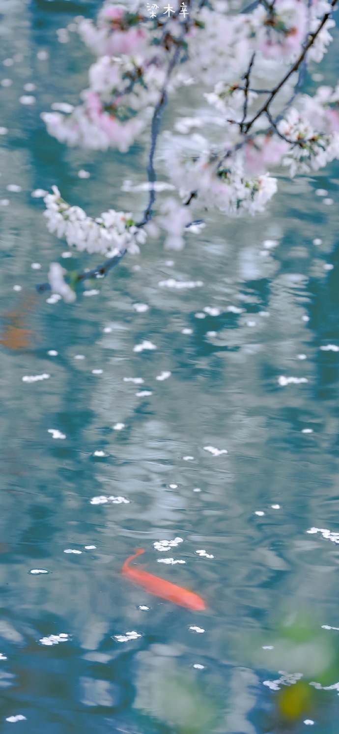 春天治愈风光微信朋友圈配图