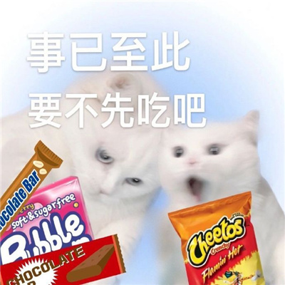 超级萌宠的小猫咪表情包