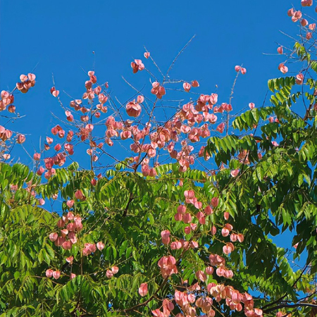 最新超级绚烂好看的栾树花图片