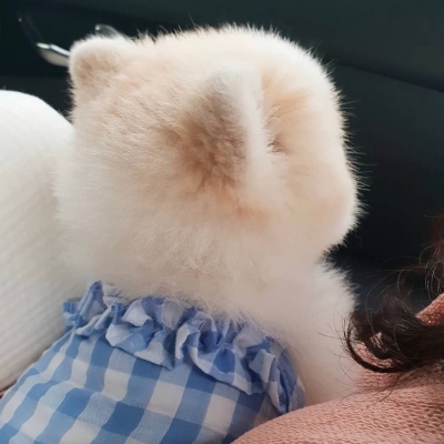 可爱小动物微信头像