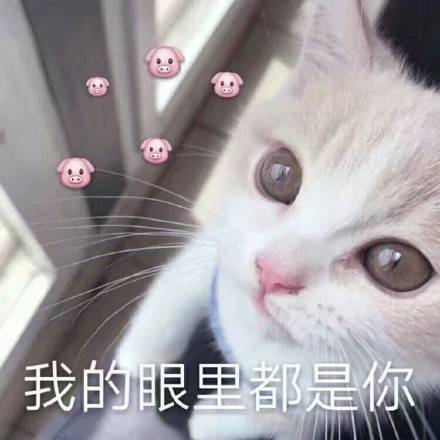 可爱的猫咪卖萌表情包