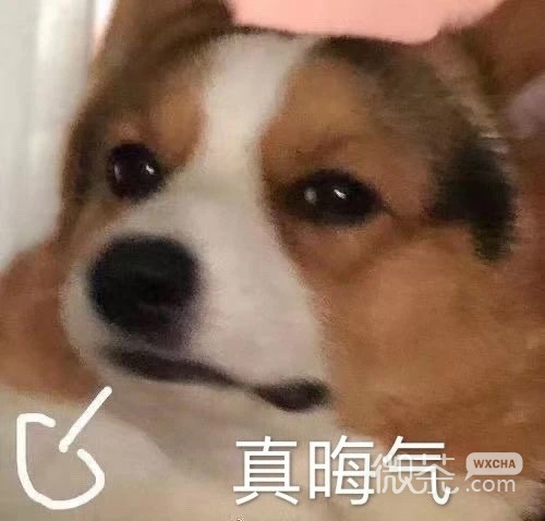 沙雕搞笑逗趣的微信表情包