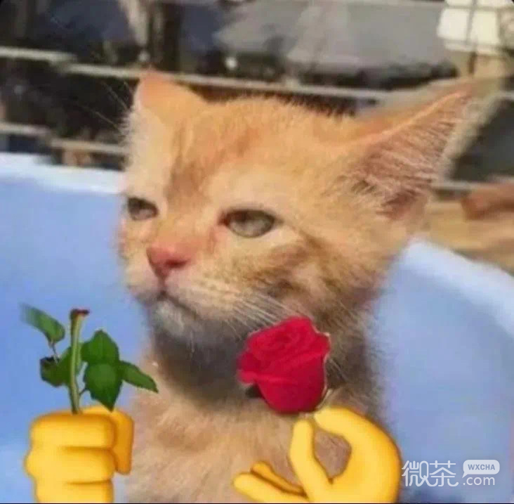 拿玫瑰的小猫咪微信表情包
