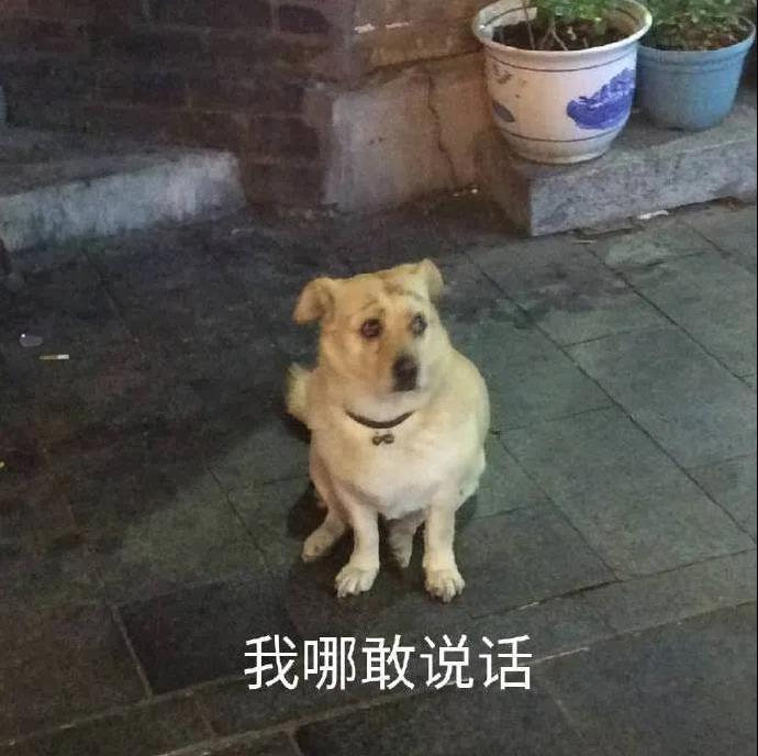 最新沙雕搞笑斗图微信表情包