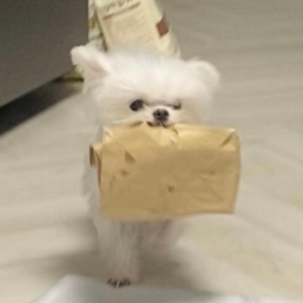 小狗叼着东西向你奔来可爱微信头像