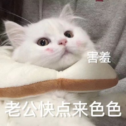 老公想要色色微信表情包