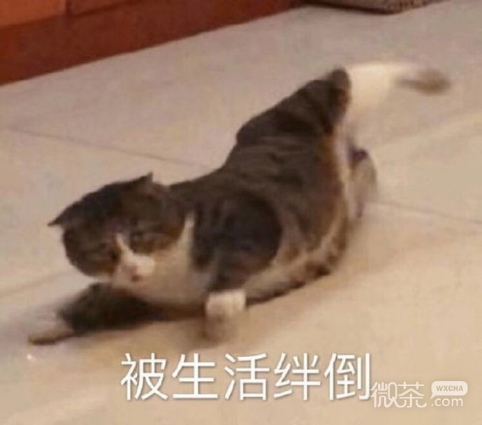 可爱小猫猫微信表情包
