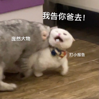 奶盖和九爷猫咪禁止发动色色卡微信表情包