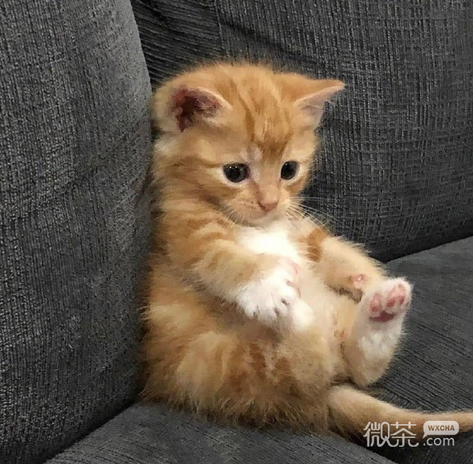 非常可爱的呆萌猫咪微信头像