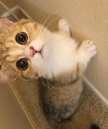 可爱的矮脚小猫微信头像