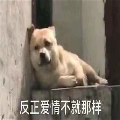 使用频率很高的表情