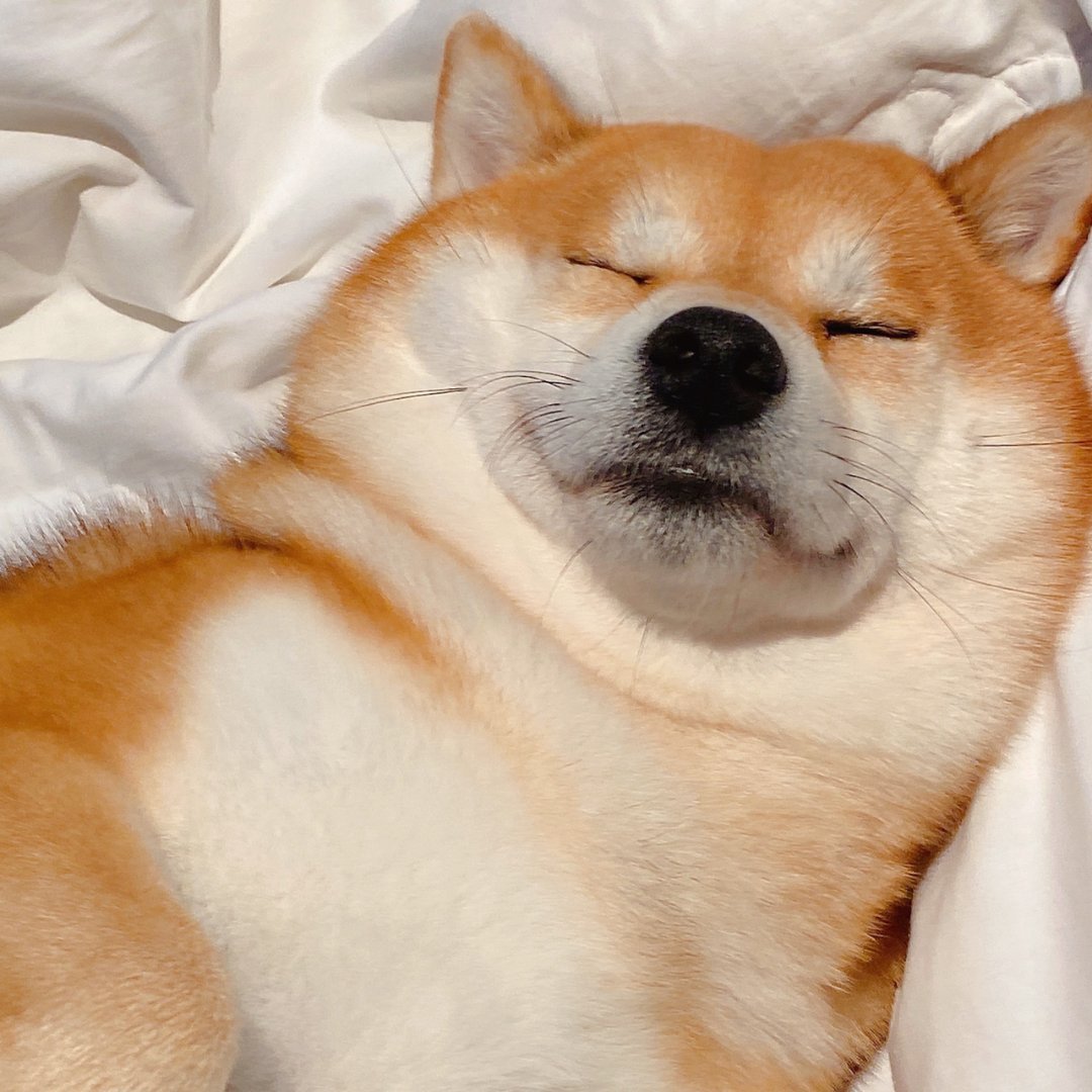 狗狗睡觉情侣微信头像