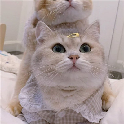 可爱猫咪情侣微信头像