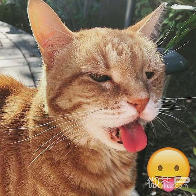猫咪模仿小黄脸搞笑微信表情包