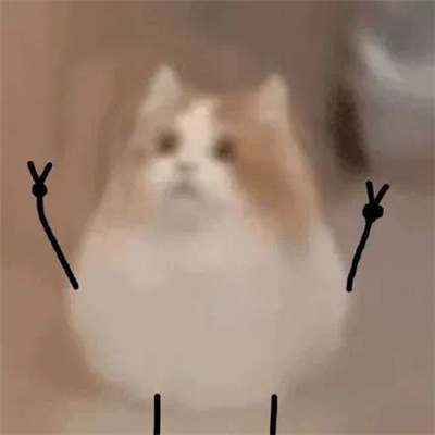 打劫小猫搞笑表情