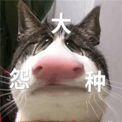 大怨种表情包合集