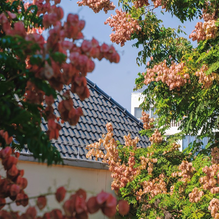最新超级绚烂好看的栾树花图片