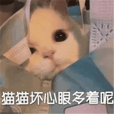 小猫咪能有什么坏心眼微信表情包