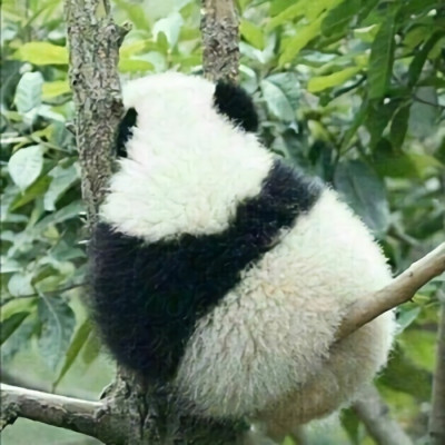 可爱的有个性的熊猫微信头像