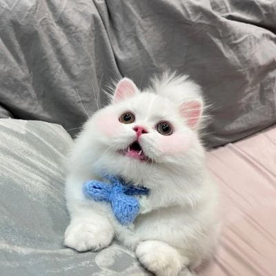 超萌超可爱又招财的猫咪头像