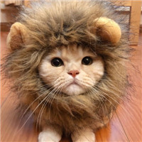 可爱有趣萌萌的猫咪情侣头像