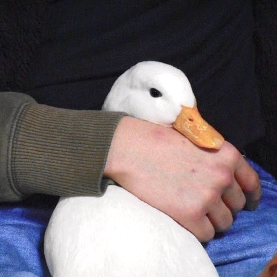 沙雕可爱搞笑微信头像