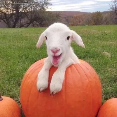 治愈系萌宠可爱微信头像