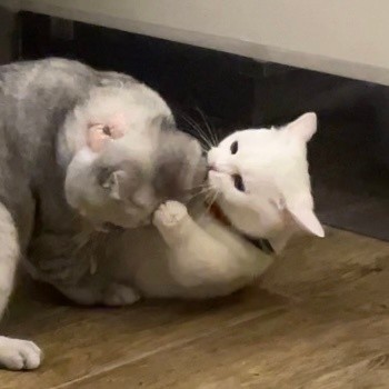 奶盖和九爷猫咪禁止发动色色卡微信表情包