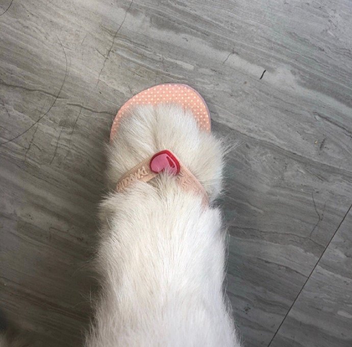 可爱狗狗穿鞋鞋微信头像