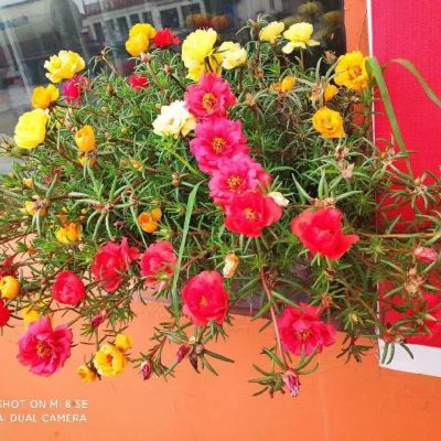 阳光风景高清头像