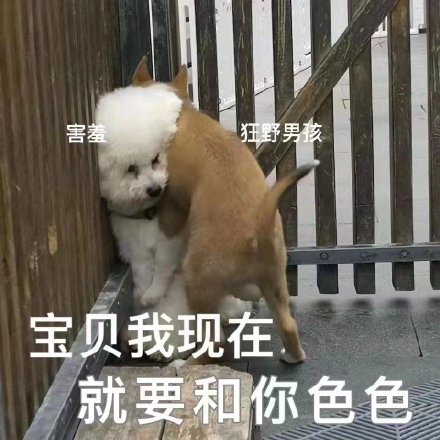 想要色色的猫咪和狗狗微信表情包