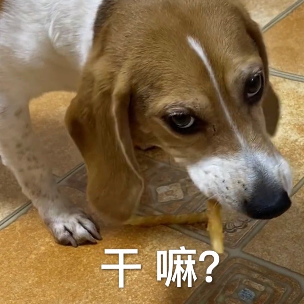 狗狗赖王八图图可爱微信表情包