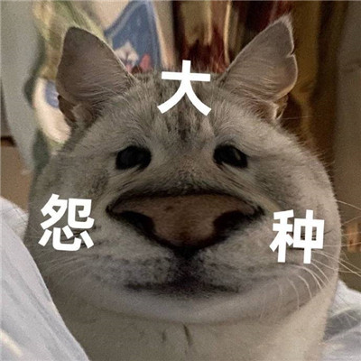 大怨种表情包合集