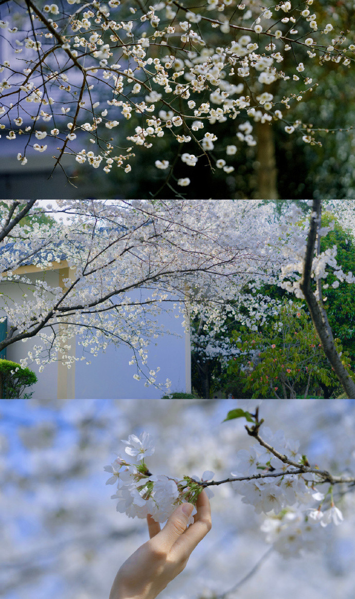 春的三屏清新聊天背景图