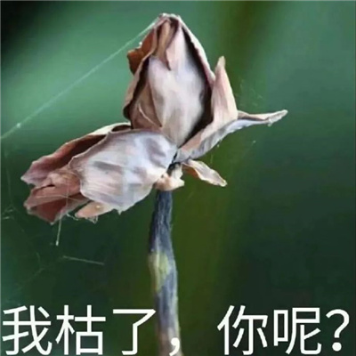 沙雕聊天搞怪必备表情包